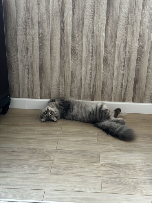 Продам шотладского кота. Возраст 1год