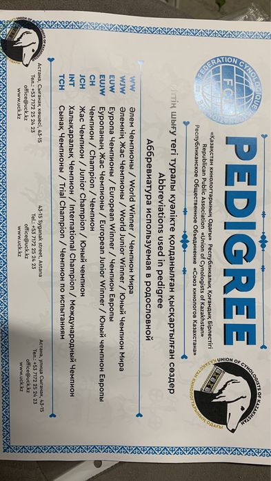 Ягдтерьер кобель 3 года вяска