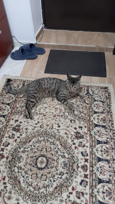 Продам кота породистого