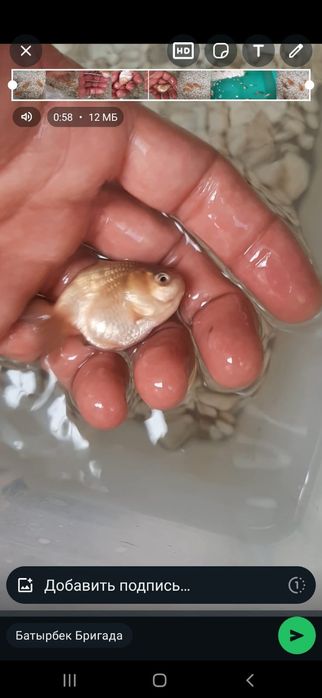 Балық 5см тез сатылады