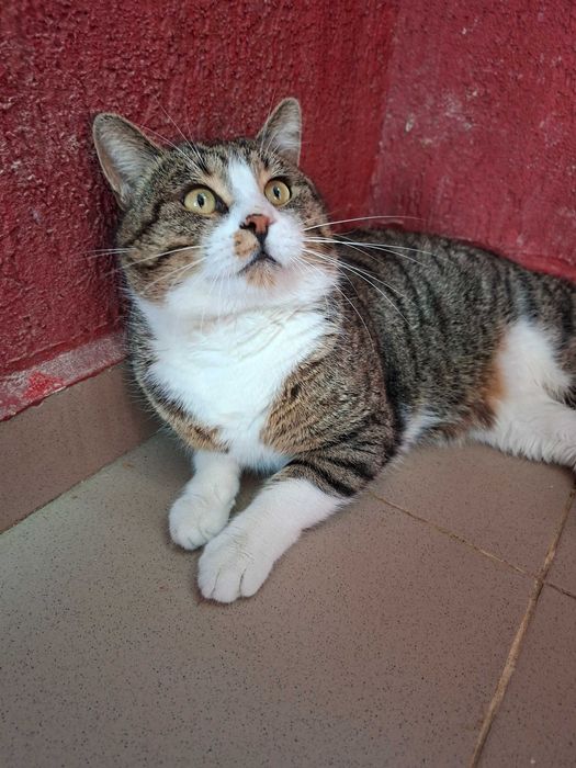 Adoptie motan tigrat castrat Nicholas