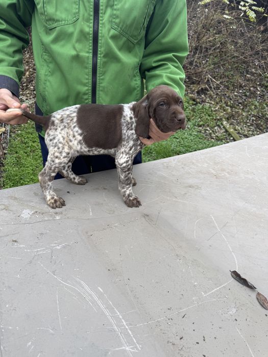 Продавам малки Курцхаарчета родени на 5.11.25г.на 58дни