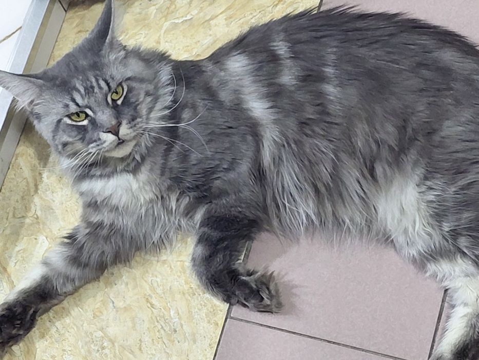 Вязка мальчик Мейн кун