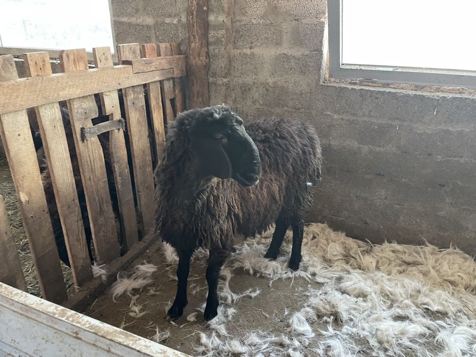 Кой сатылады семыз