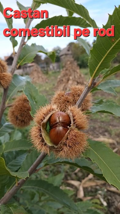 Castan.Cires.Prun.Alun.Nuc.Paulownia.Mesteacan.Stejar.Castan.Tei