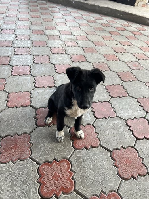 Отдам шенка в хорошие руки