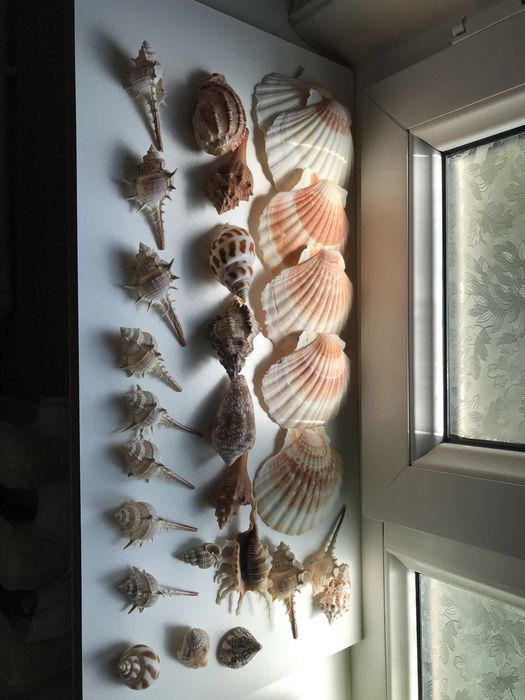 Морские раковины для тепла и уюта в доме