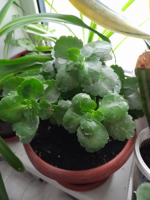 Продам комнатные цветы