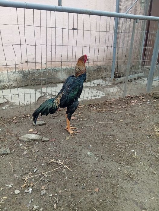 Жожалар сотилади.