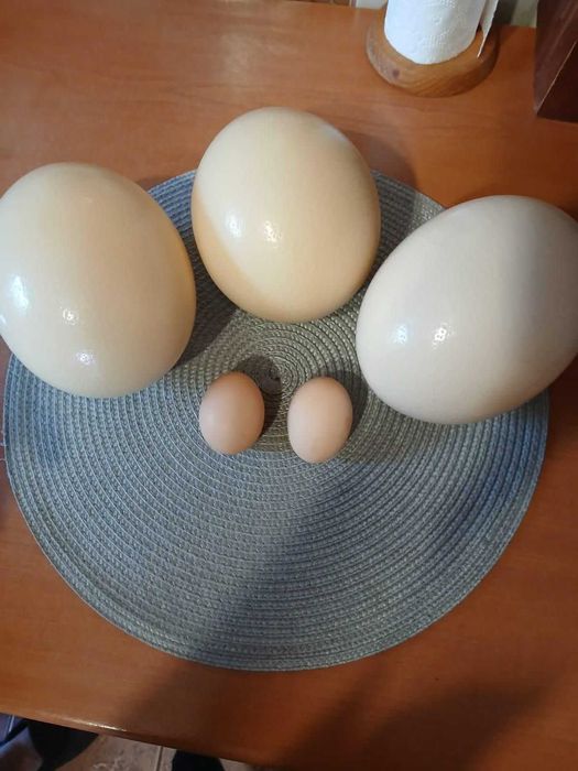 Vând ouă de struț