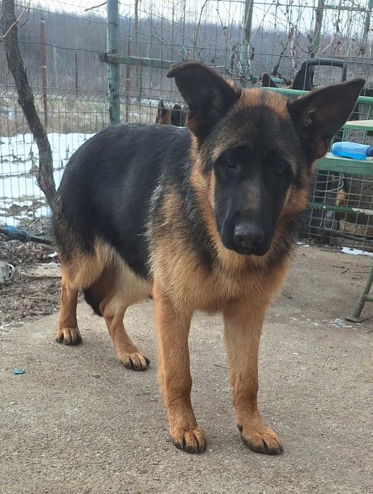 Pui Ciobanesc German Cu Pedigree