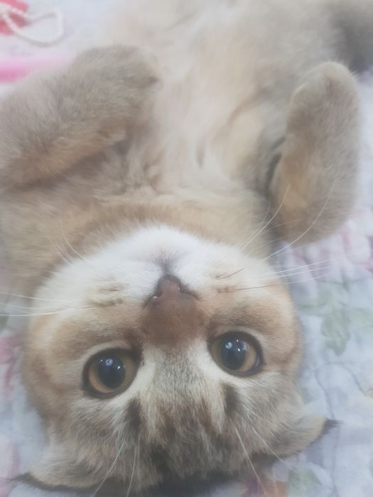 mushuk hadyaga (koshka)