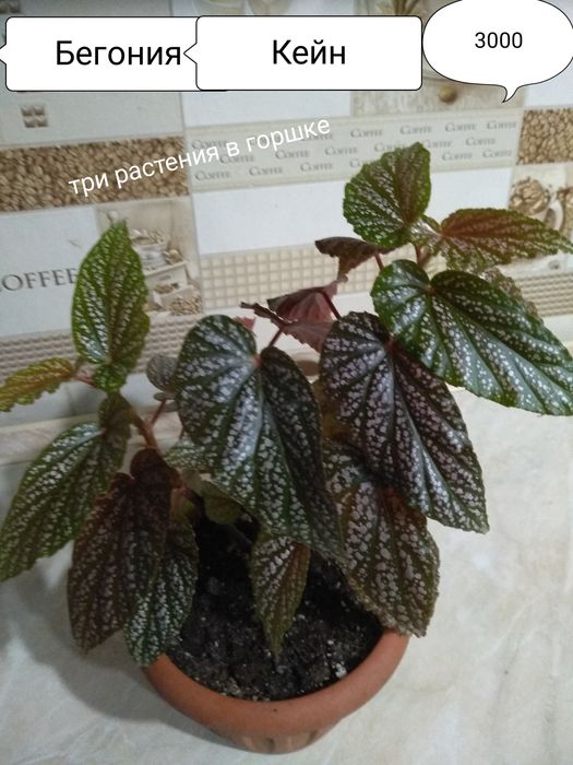 Продам комнатные цветы