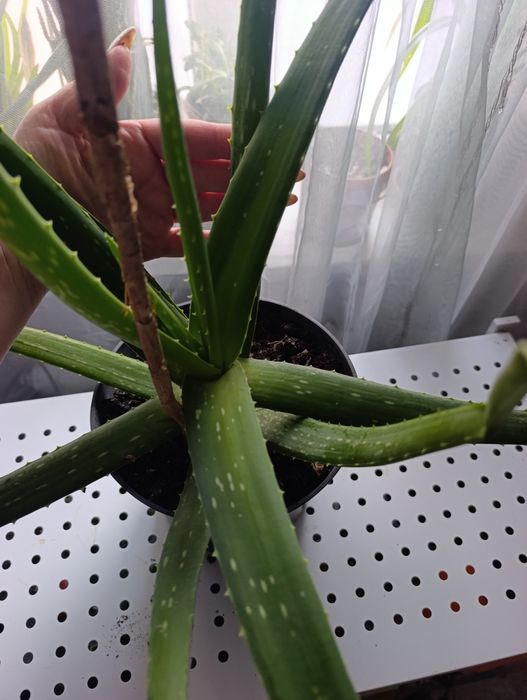 Продам  алое вера и опунцию