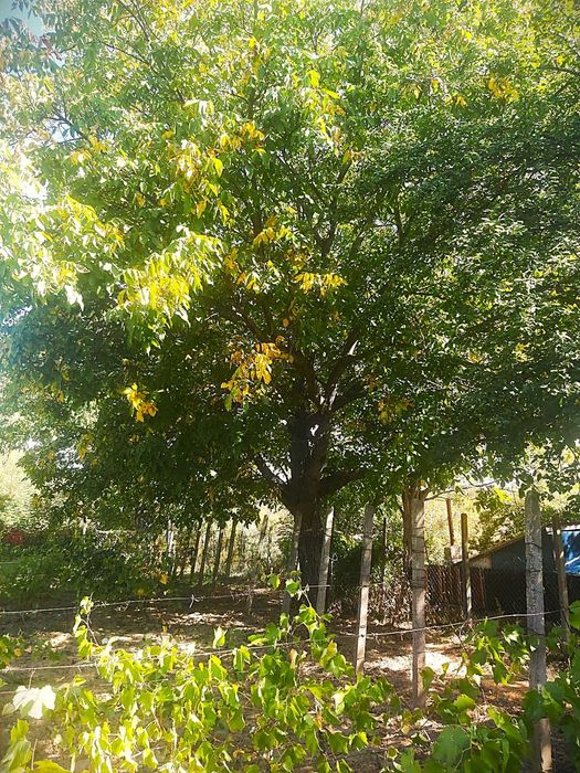 Vand teren intravilan, loc de casa -Niscov, Vernesti