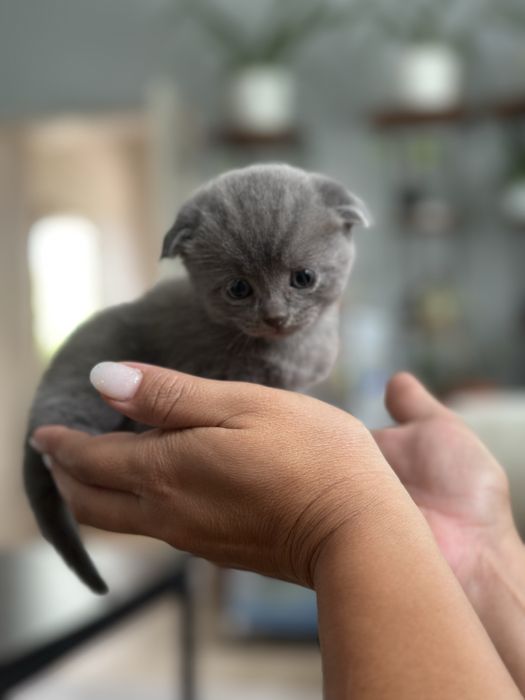 Котенок девочка британец