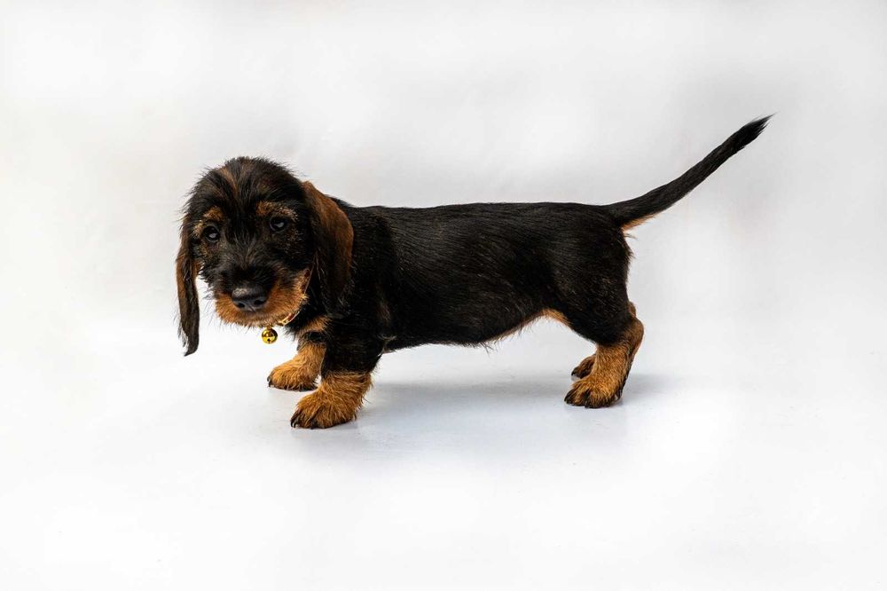 Pui teckel sarmos standard , Pedigree A