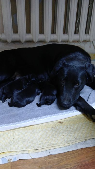 Продам щенки лабрадор