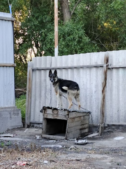 продаётся овчарка