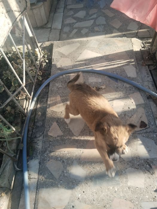 Продается щенок!