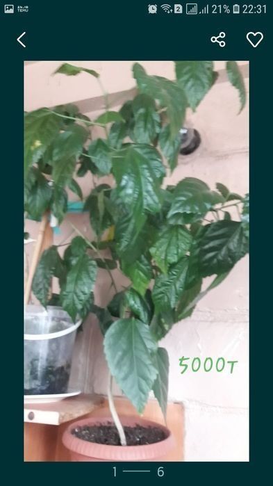 Продам комнатные  растения