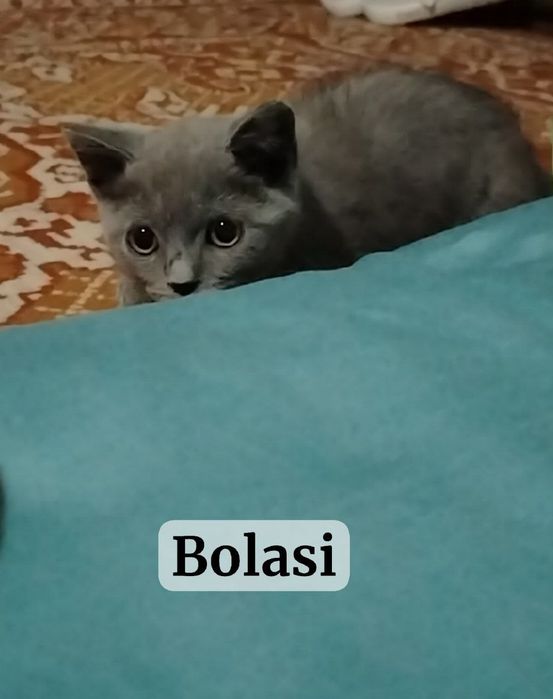 Скотч страйт котята