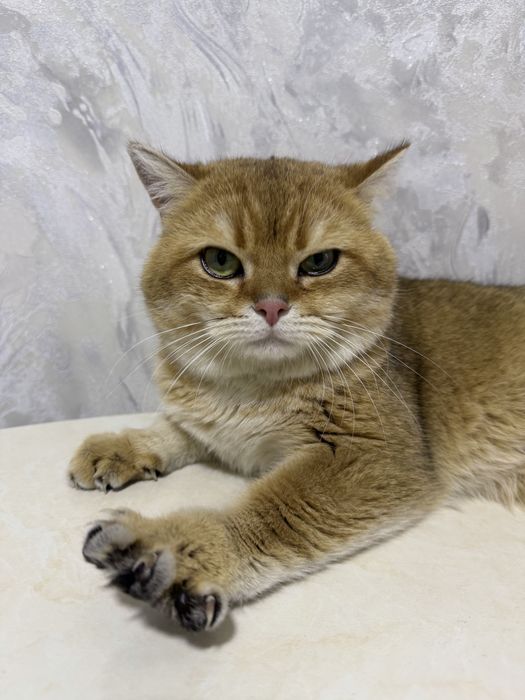 Кошка золотая шиншилла — приглашает на вязку