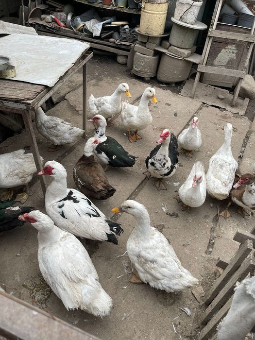 Индоутки (селезень ) Гуси и куры