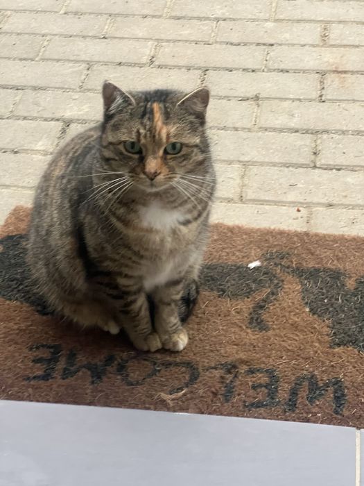 Donez pisica sterizilata fetita