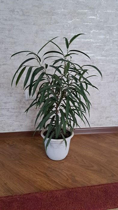 Большие комнатные цветы