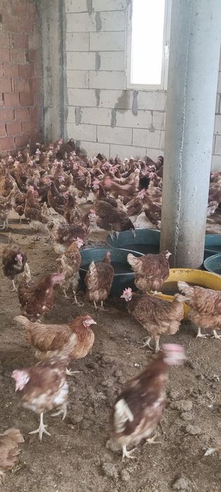 Puicuțe tinere la preț de 20 lei - Transport național