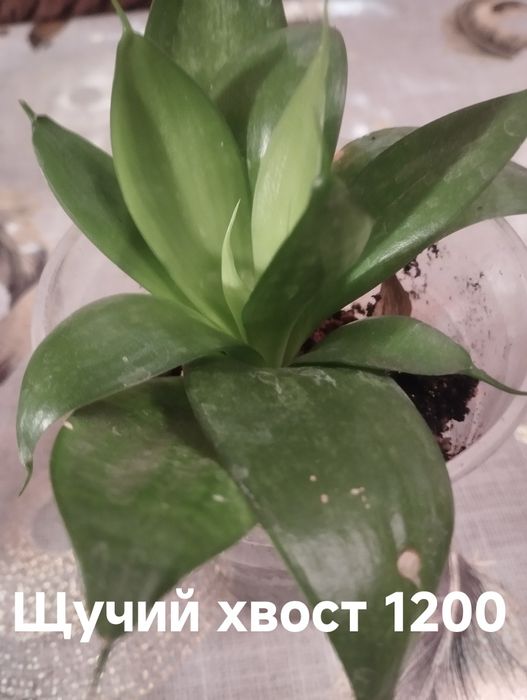 Продам комнатные растения