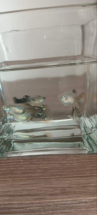 Vând pesti guppy