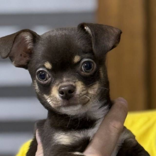 Вязка чихуахуа ищем девочку.