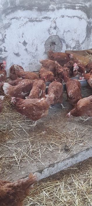 Gaini rosii ouătoare