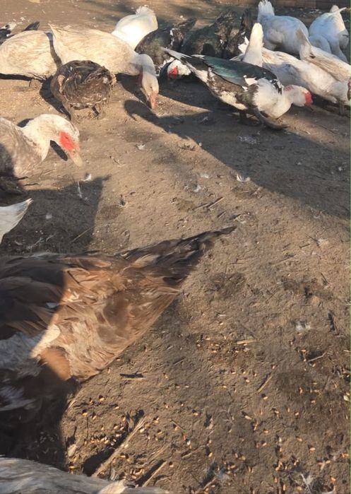 обменяю мускусных самок и самцов на башкирские утки