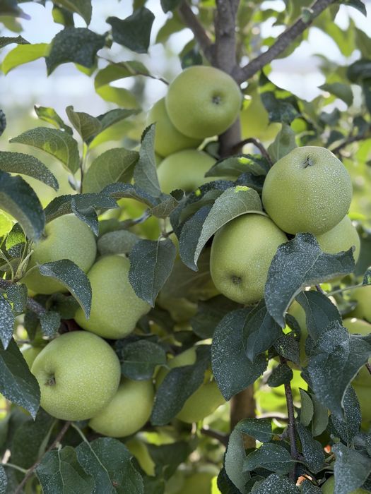 Продам яблоки для сидра, компота, пастилы.