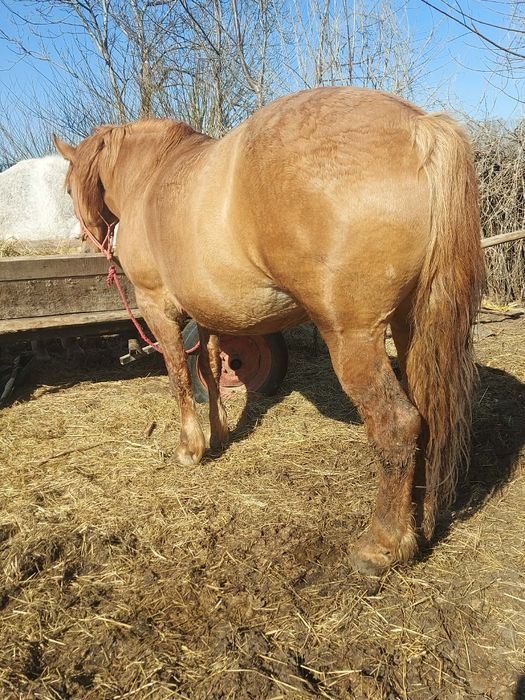 Vând iapa de abator