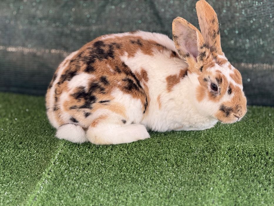 Продавам зайците на снимките от породата Рекс