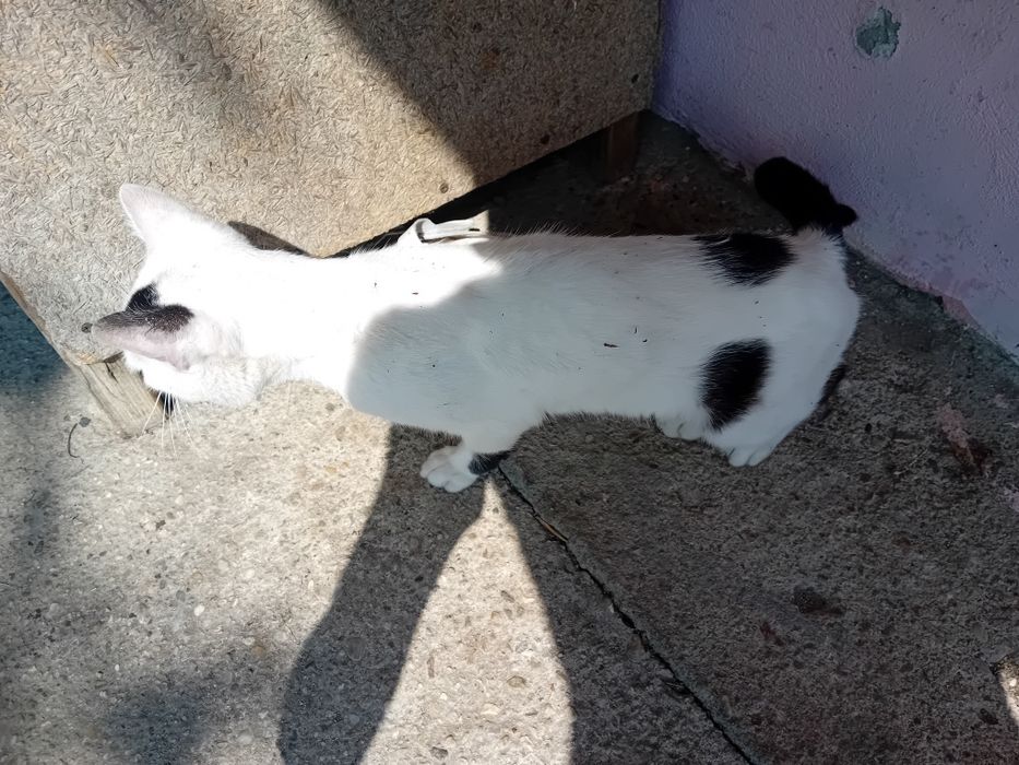 Servici pet care pentru pisici și animale mici