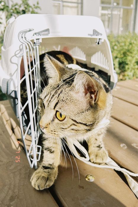 Пропал котик Муся