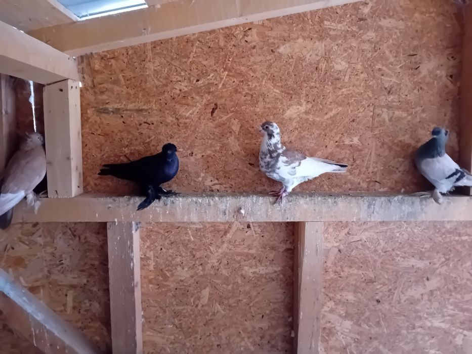 Vand schimb porumbei jucatori de botosani