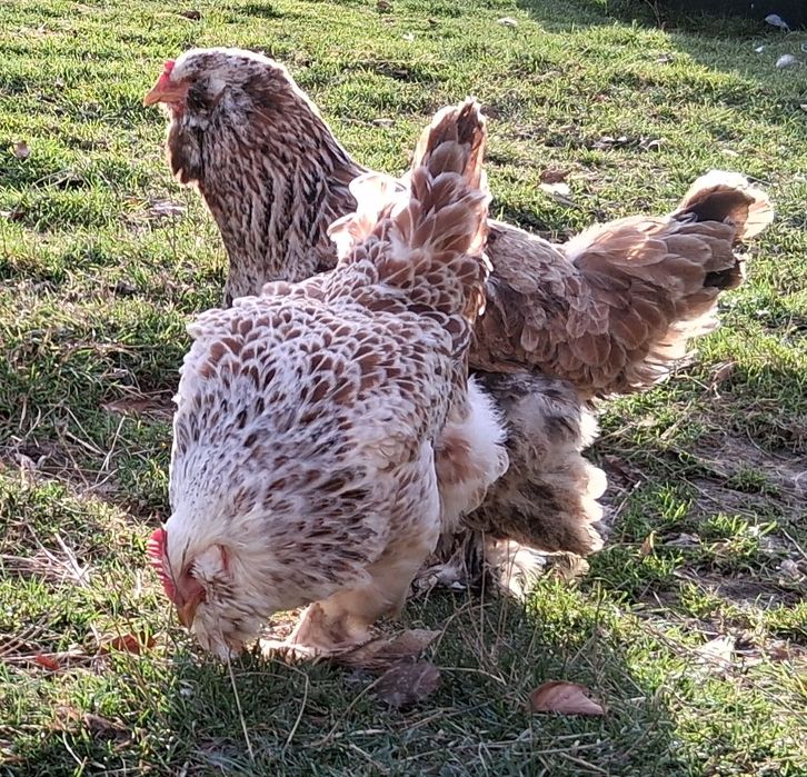 Găini brahma și metis