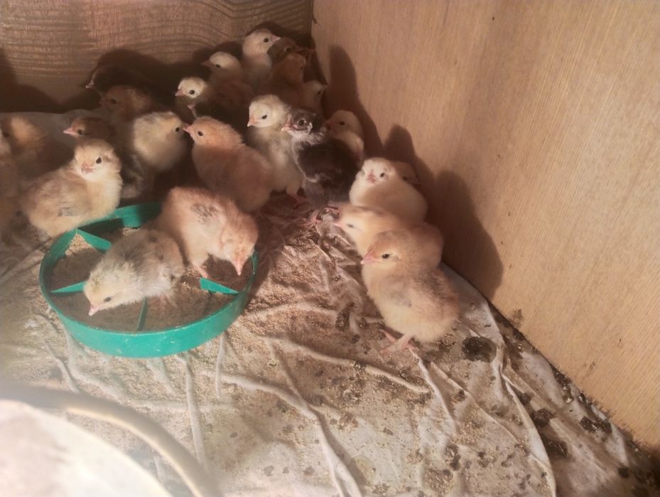 Продаються цыплята суточные