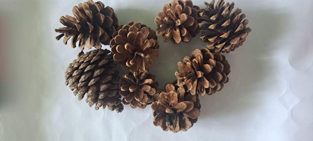 Шишки ёловые 45 шт