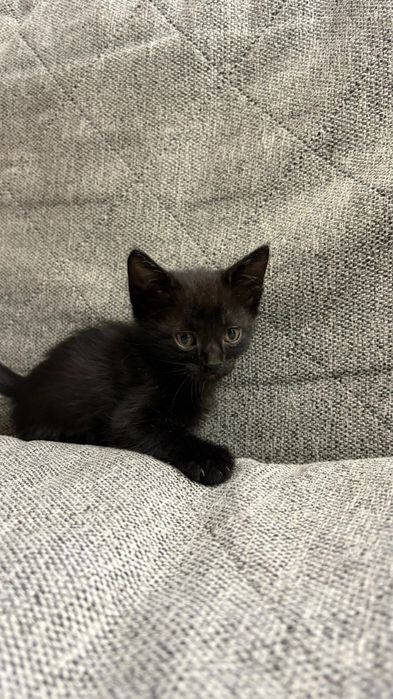 Отдам котят бесплатно
