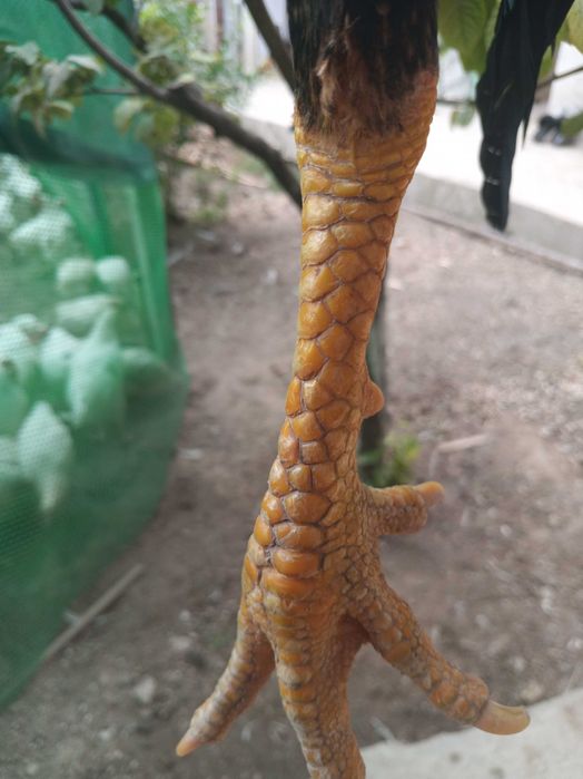 Dakan O SHamo imperia