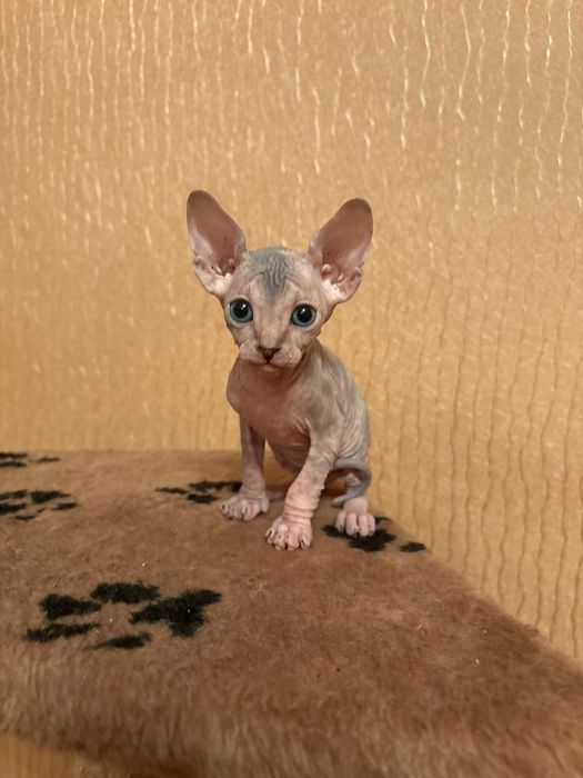 Сфинкс котята продаются.