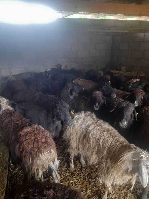 Продам баран жирные самкие и самцы