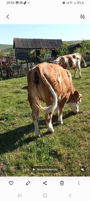 Vaca tinara 4ani la o doua fatare